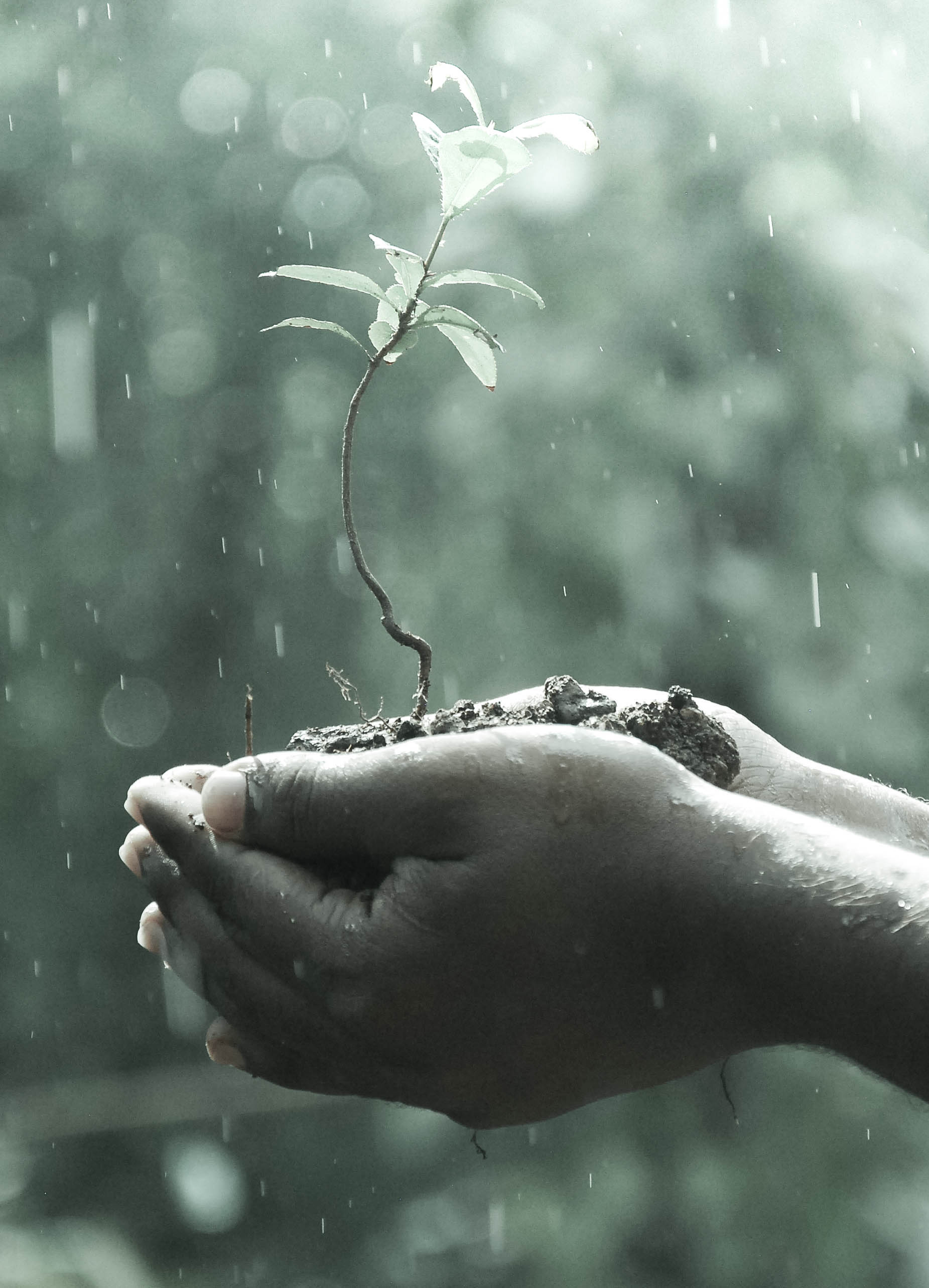 Affordable irrigation and landscaping estimates Raleigh 